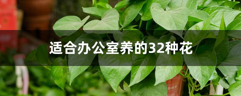 适合办公室养的32种花