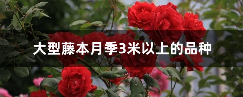 大型藤本月季3米以上的品种