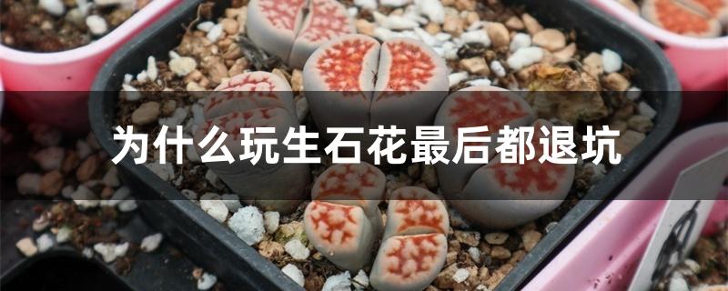 为什么玩生石花最后都退坑