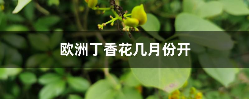 欧洲丁香花几月份开