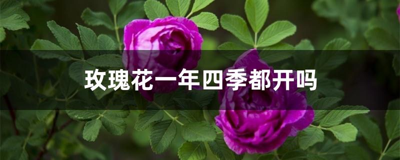 玫瑰花一年四季都开吗