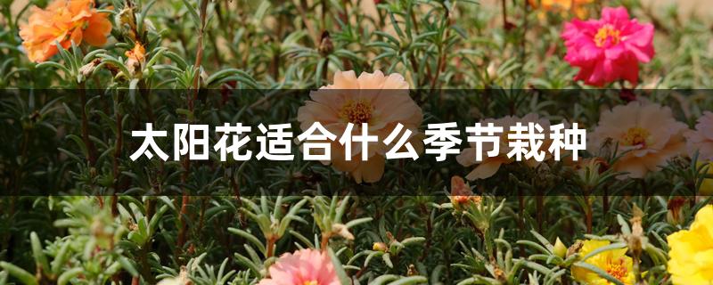 太阳花适合什么季节栽种