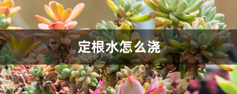 定根水怎么浇