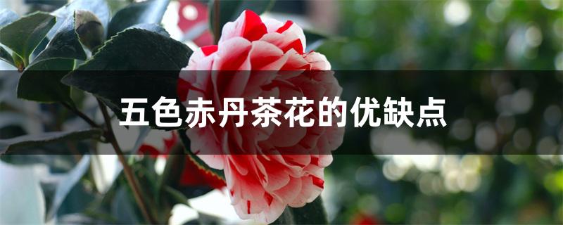 五色赤丹茶花的优缺点