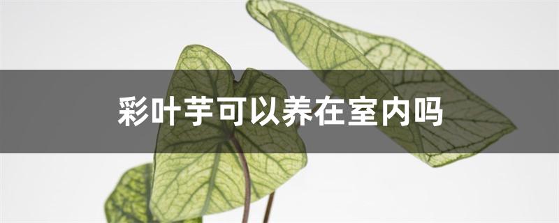 彩叶芋可以养在室内吗