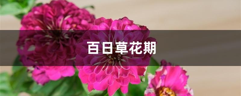 百日草花期