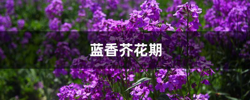 蓝香芥花期 蓝香芥花期