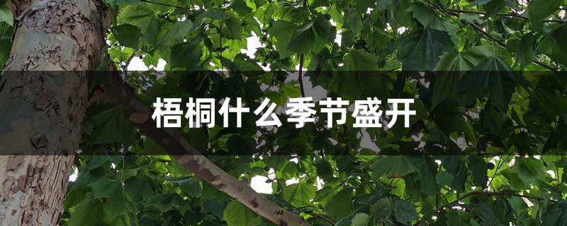 梧桐什么季节盛开