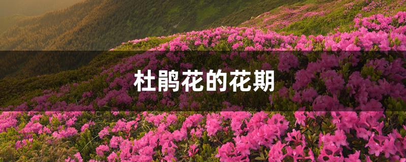 杜鹃花的花期