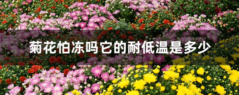 菊花怕冻吗它的耐低温是多少