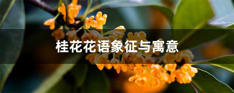 桂花花语象征与寓意