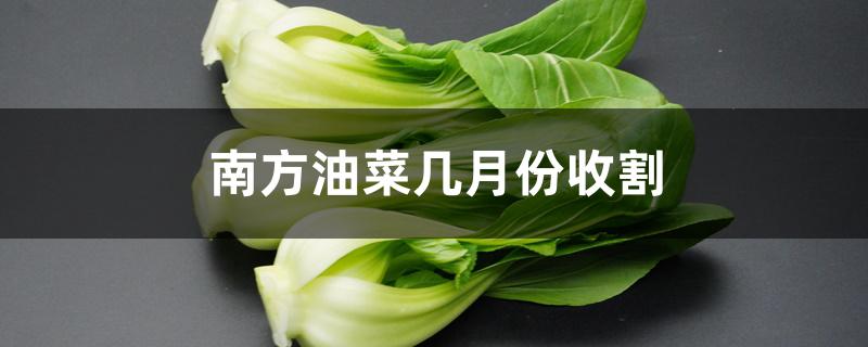 南方油菜几月份收割