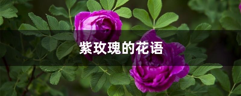 紫玫瑰的花语