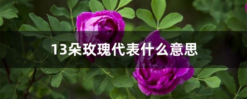 13朵玫瑰代表什么意思