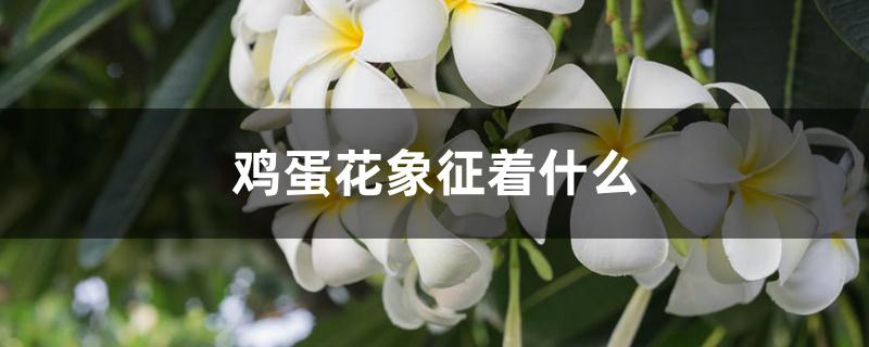 鸡蛋花象征着什么