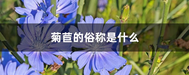 菊苣的俗称是什么