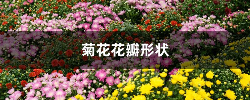 菊花花瓣形状