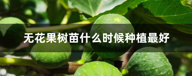 无花果树苗什么时候种植最好