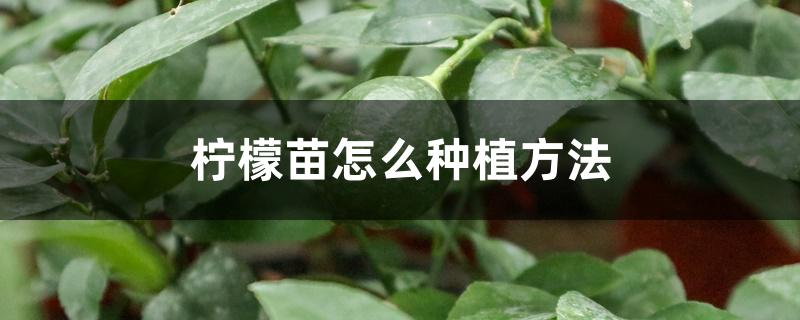 柠檬苗怎么种植方法