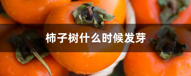 柿子树什么时候发芽 柿子树什么时候发芽