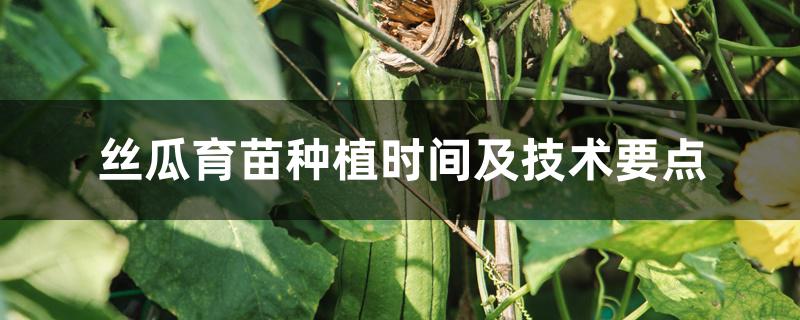 丝瓜育苗种植时间及技术要点