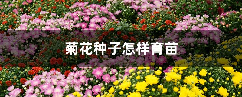 菊花种子怎样育苗