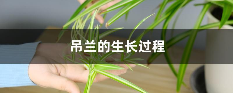 吊兰的生长过程 吊兰的生长过程