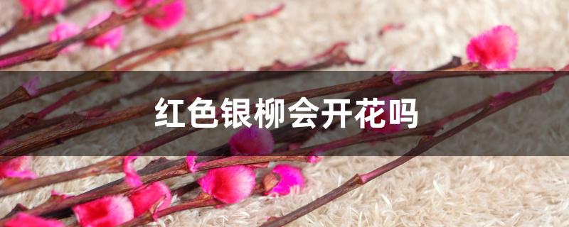 红色银柳会开花吗 红色银柳会开花吗