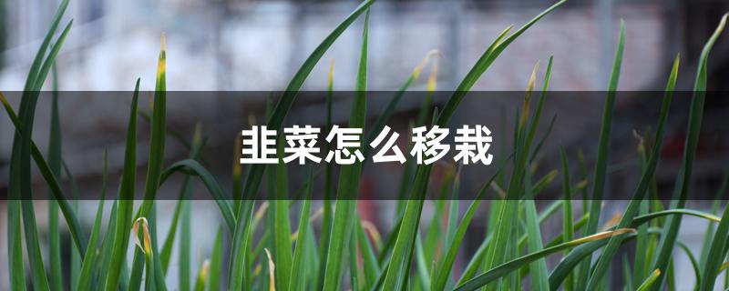 韭菜怎么移栽