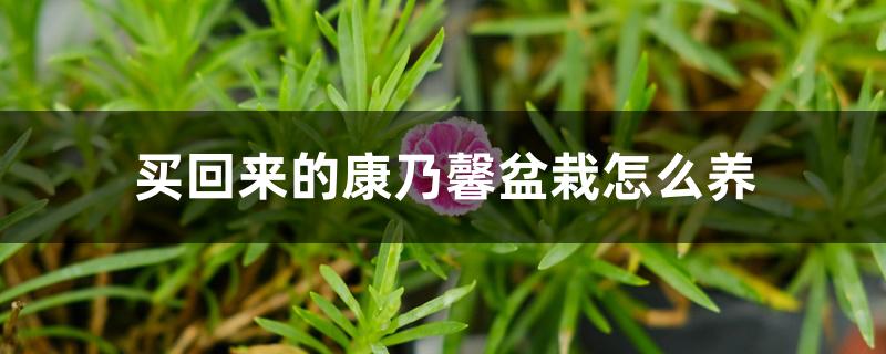 买回来的康乃馨盆栽怎么养