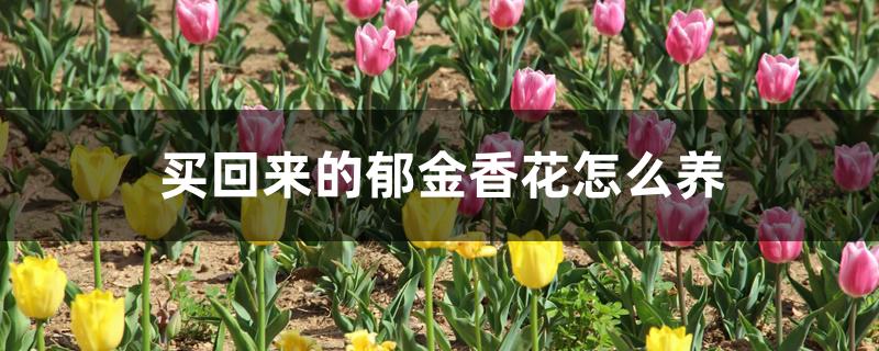 买回来的郁金香花怎么养