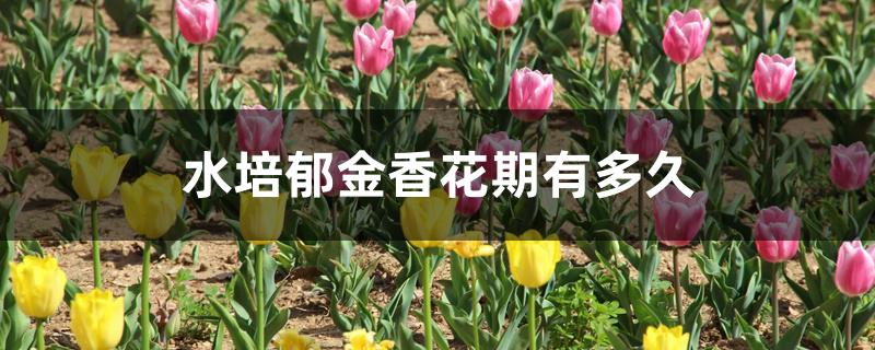 水培郁金香花期有多久