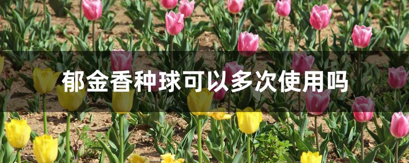 郁金香种球可以多次使用吗