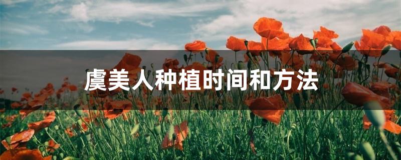 虞美人种植时间和方法