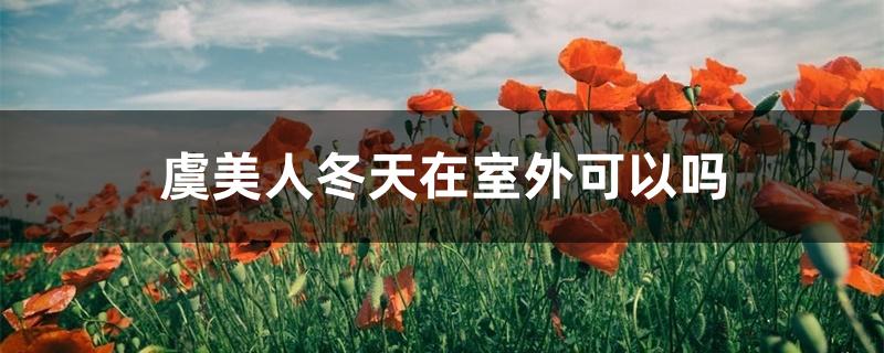 虞美人冬天在室外可以吗