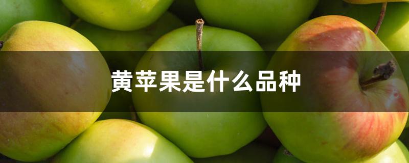 黄苹果是什么品种