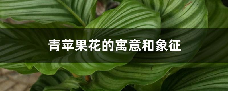 青苹果花的寓意和象征