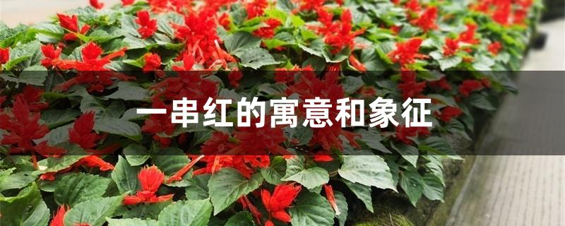 一串红的寓意和象征