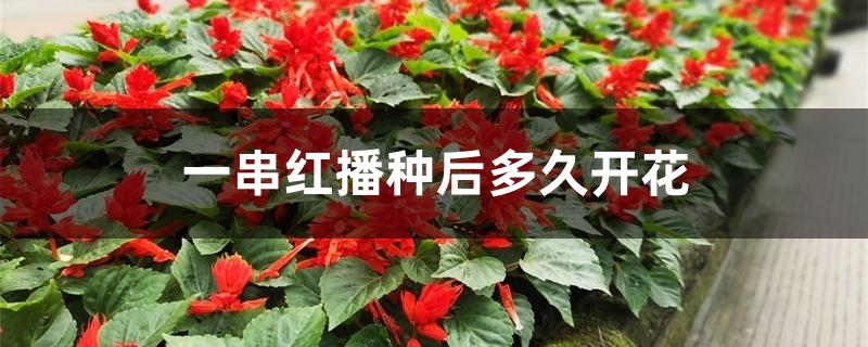 一串红播种后多久开花