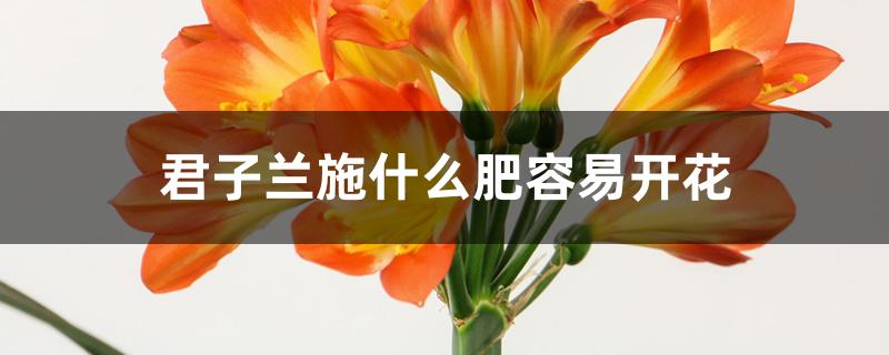 君子兰施什么肥容易开花