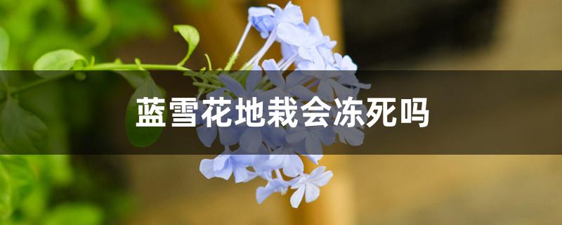 蓝雪花地栽会冻死吗