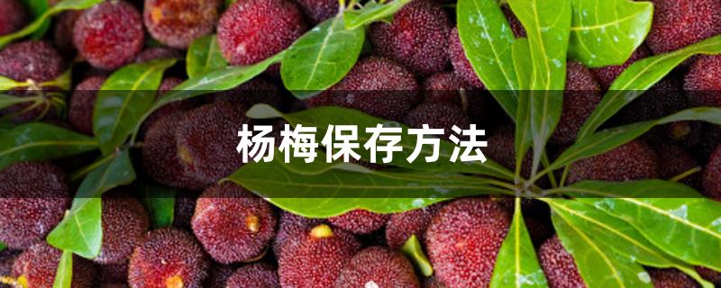 杨梅保存方法 杨梅保存方法