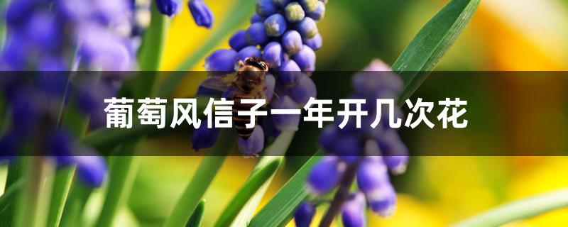 葡萄风信子一年开几次花