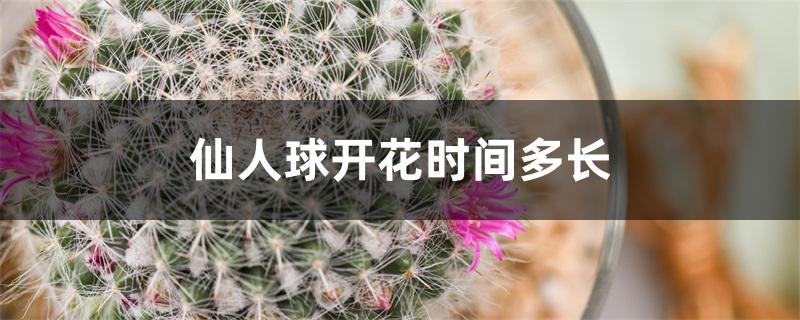 仙人球开花时间多长