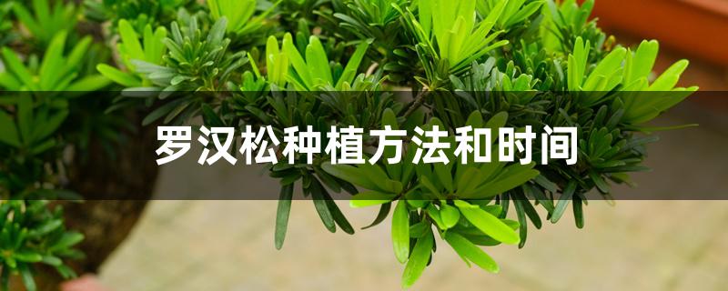 罗汉松种植方法和时间