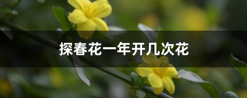 探春花一年开几次花