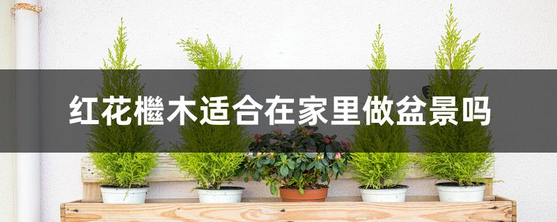 红花檵木适合在家里做盆景吗 红花檵木适合在家里做盆景吗
