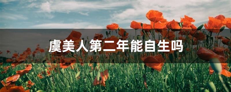 虞美人第二年能自生吗