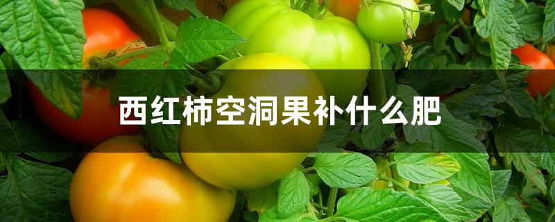 西红柿空洞果补什么肥