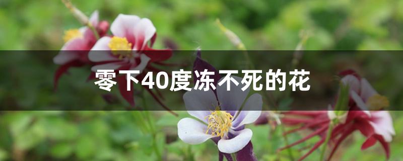 零下40度冻不死的花